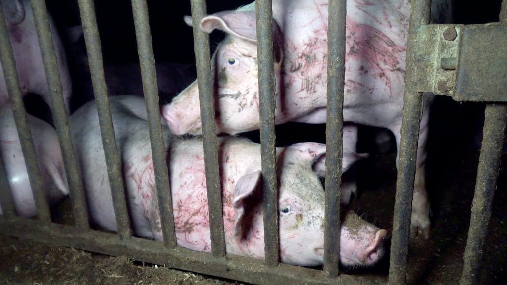 Dierenleed gefilmd bij prijswinnaar van Dierenbescherming.