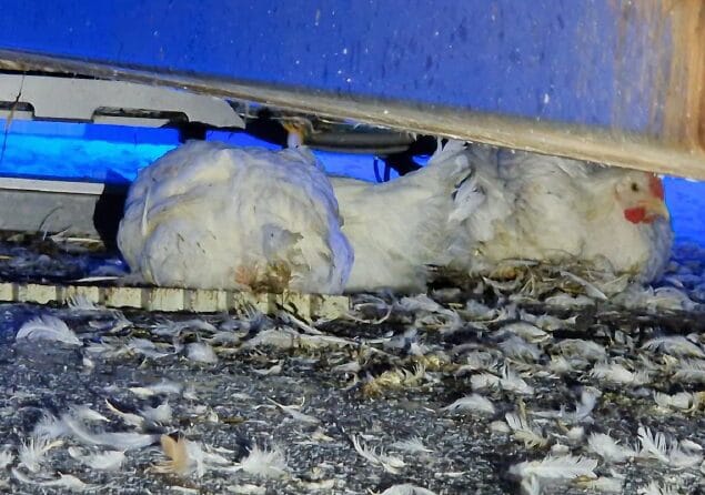 Twee gevallen kuikens liggen onder de ontstapelaar, tussen achtergebleven veren op de vloer van het slachthuis.