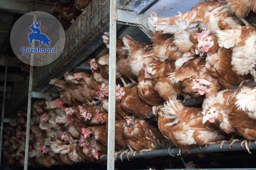 Leghennen in een stal van de eierindustrie