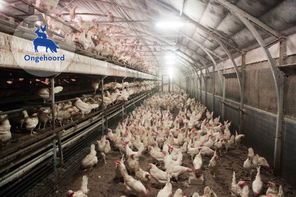 Leghennen in een scharrelstalsysteem