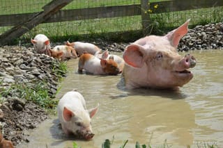 Natuurlijk leven
