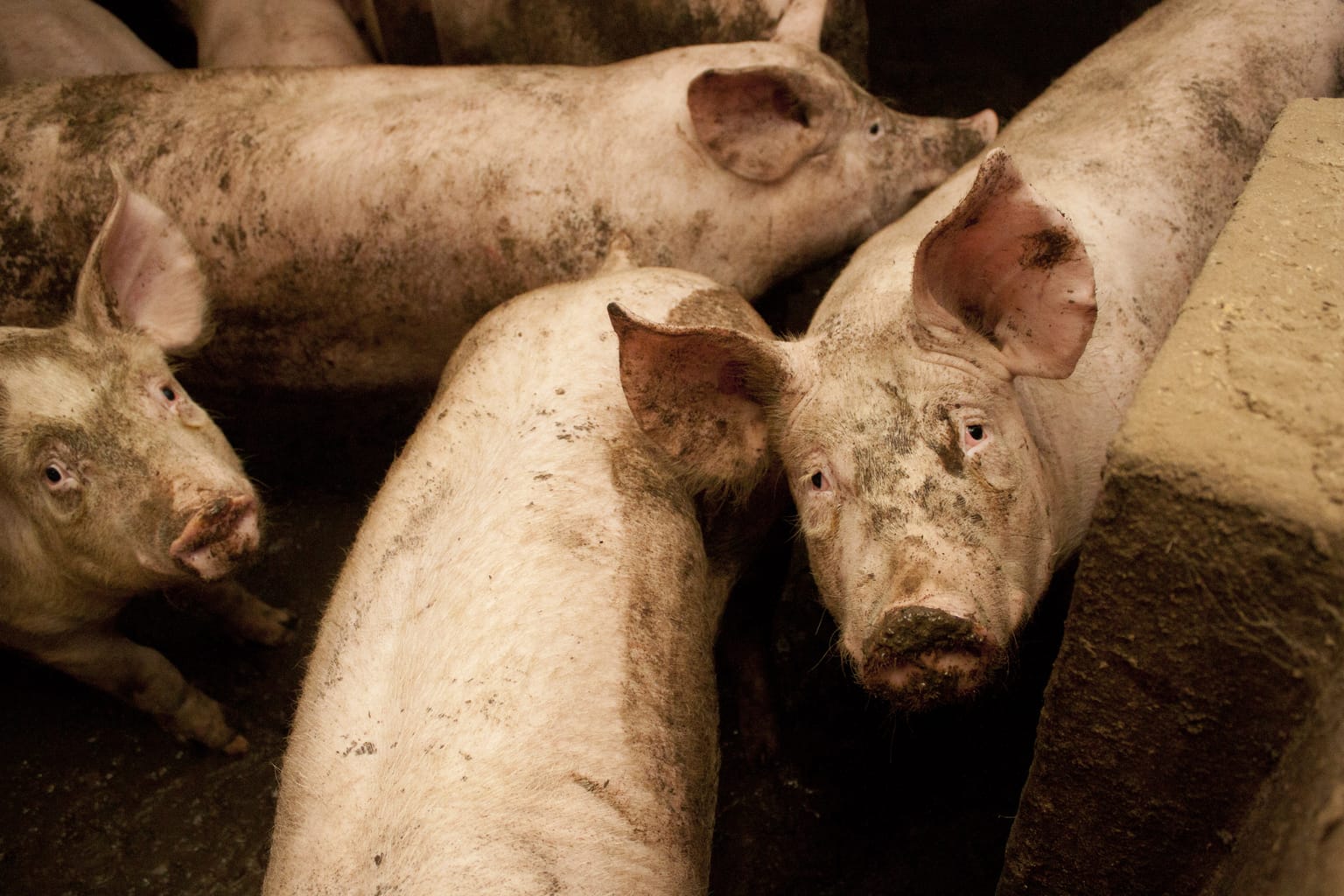 Varken in de intensieve veehouderij