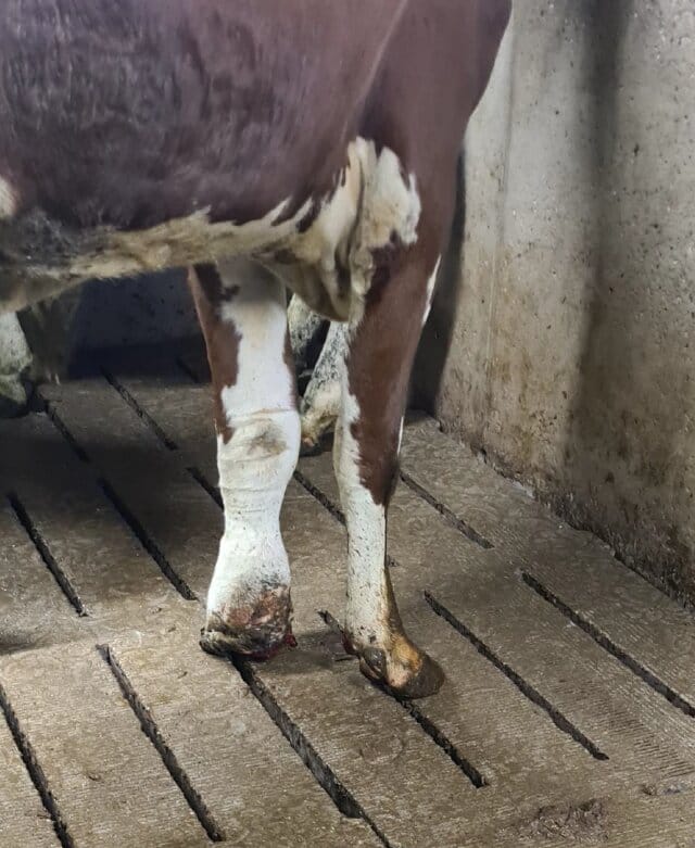 A cow's damaged hoof and severely swollen front leg.