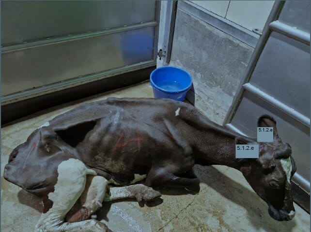 A sick, severely emaciated cow lies exhausted on the ground.