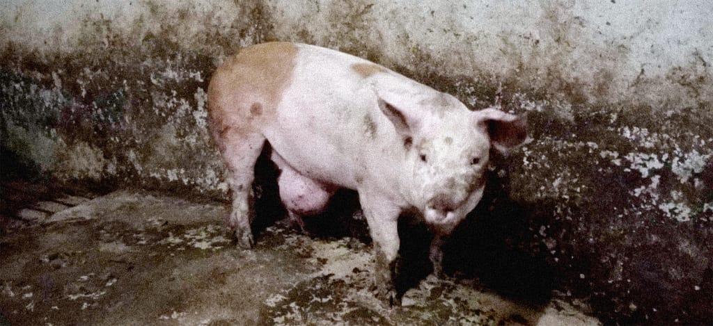 Verborgen misstanden in zichtstal Houbensteyn