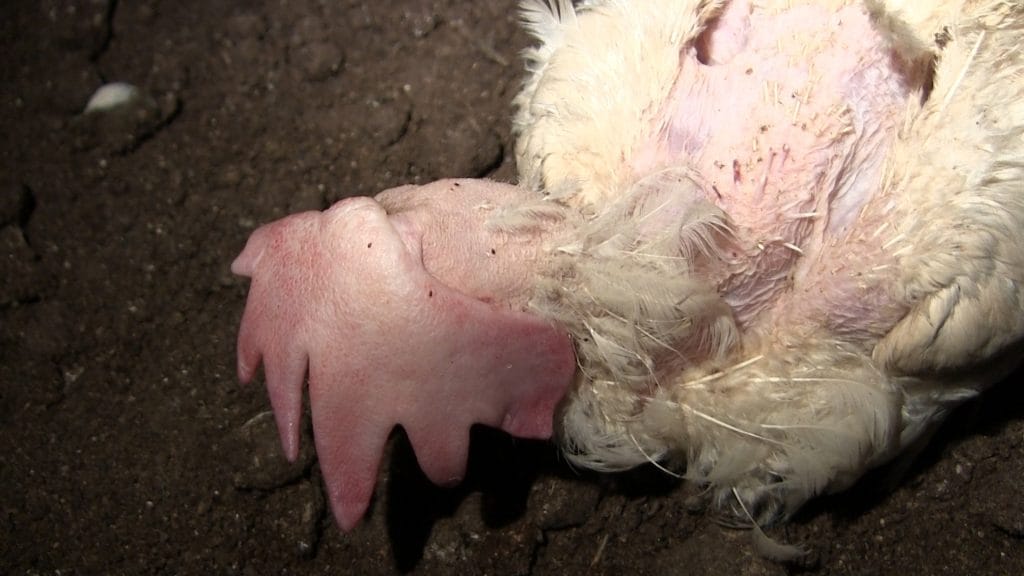 Leghen aangetast door vogelmijt