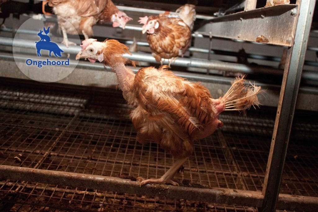 Leghen met verkorte snavel als gevolg van snavelkappen