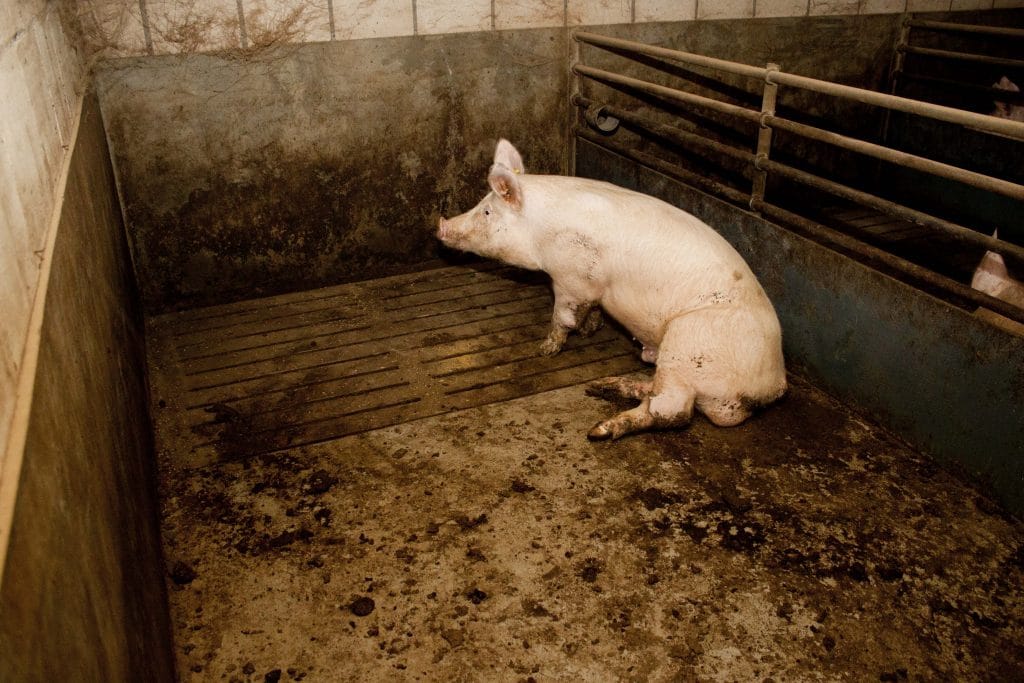 Varkens op kale roostervloeren in de intensieve veehouderij