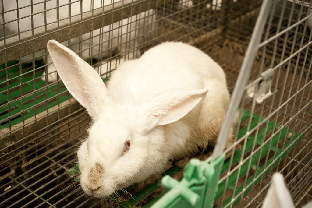 Het leven van een konijn