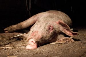 Verzwakte zeug in de varkenshouderij