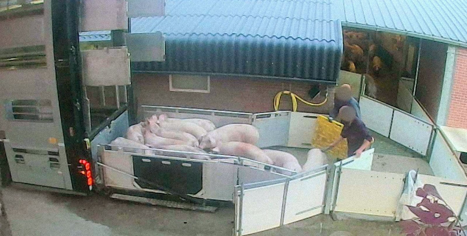 Varkens met geweld opgedreven voor transport.