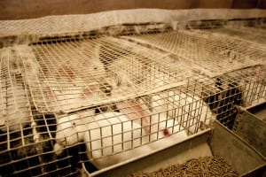 6494425637_c04c5b9ce5_o