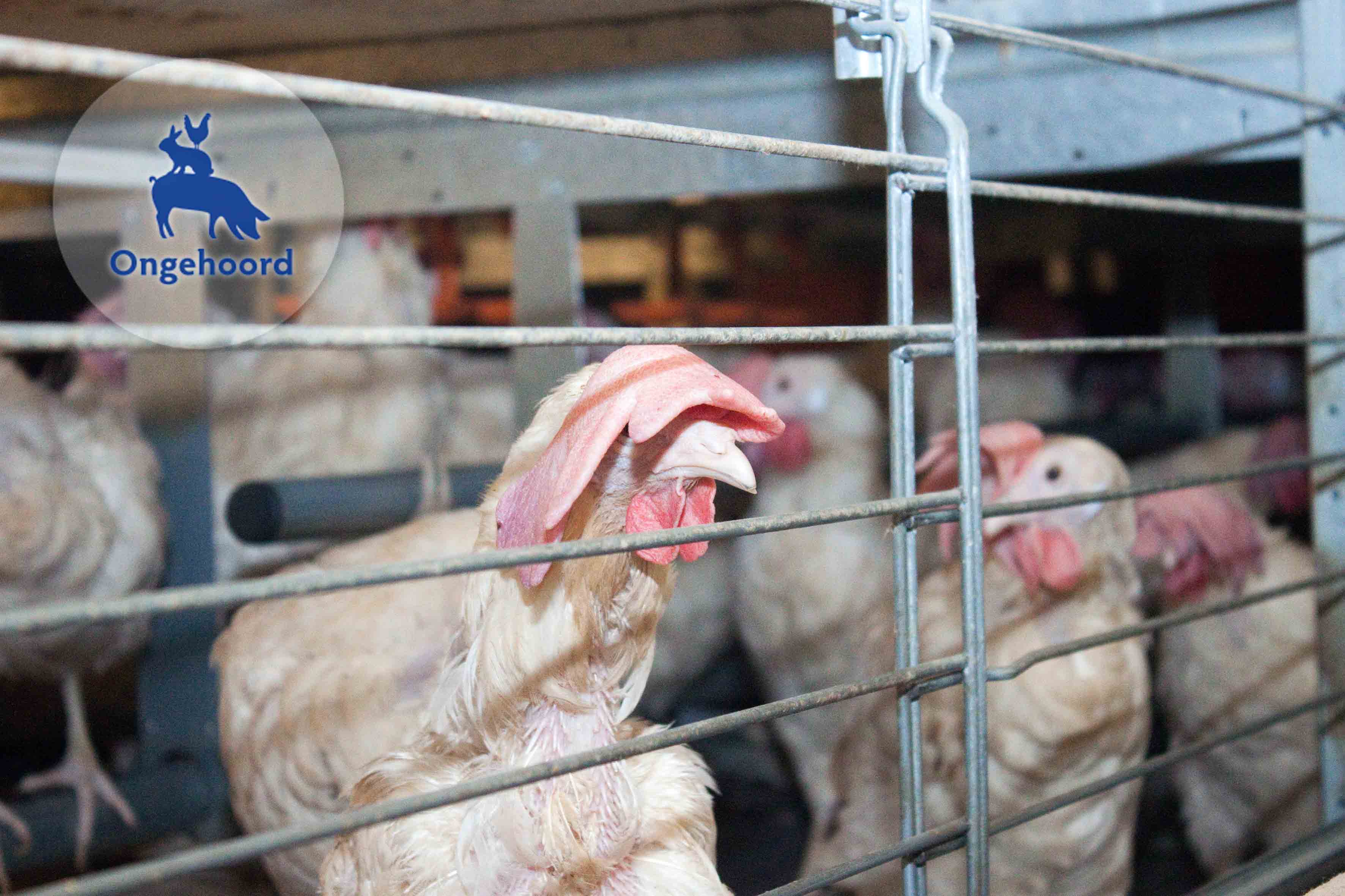 Haan met gedubde kam