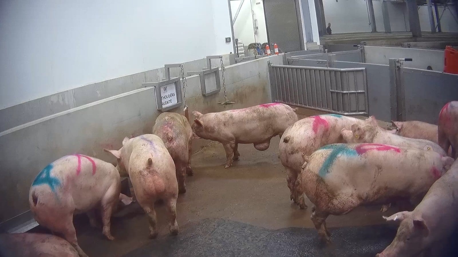 Zieke en gewonde varkens