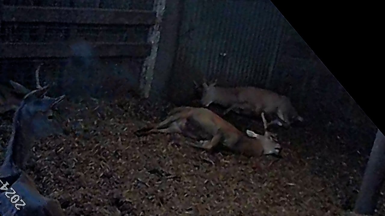 Nederlandse hertenhouderij