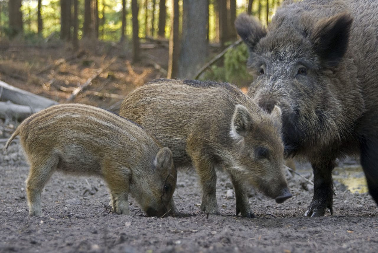 Wild zwijn in een bos