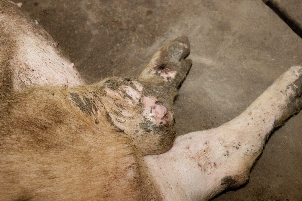Varken met poot- en klauwaandoeningen