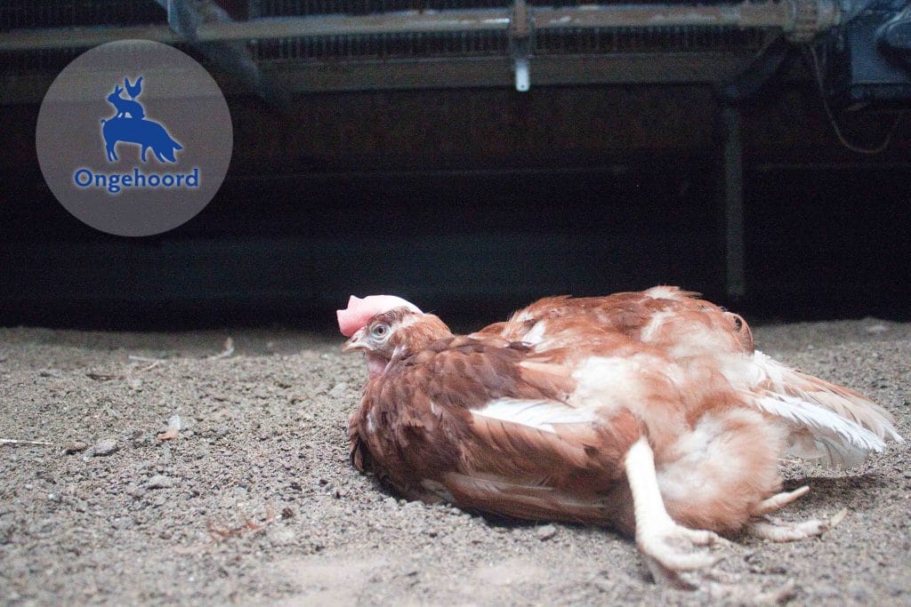 Leghen met botontkalking door calciumtekort