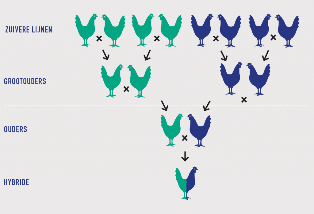 Schema van het kruisen van zuivere lijnen tot hybride leghennen