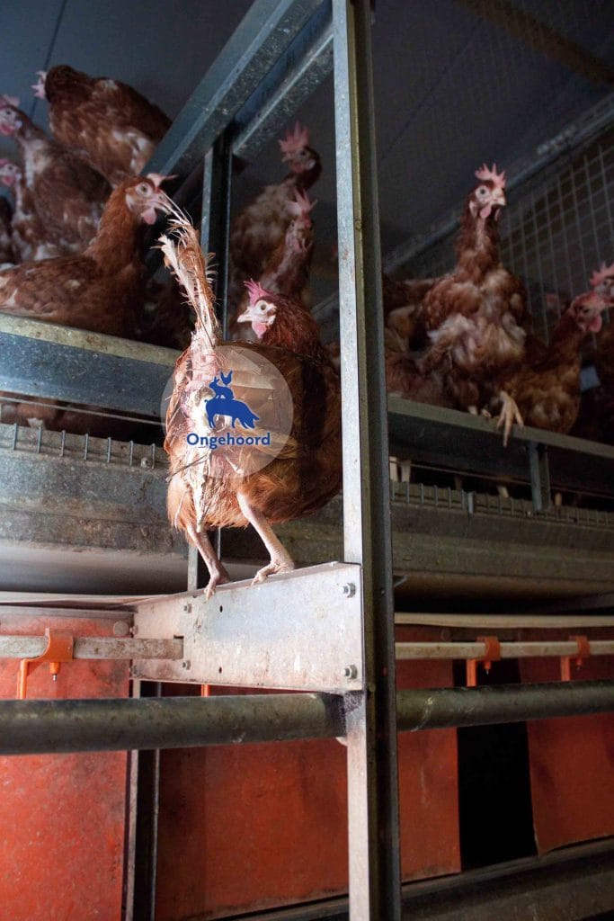 Zieke leghennen in een overvolle stal