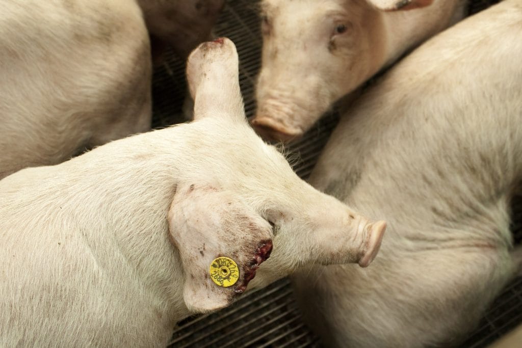 Biggen dicht op elkaar in een kaal hok