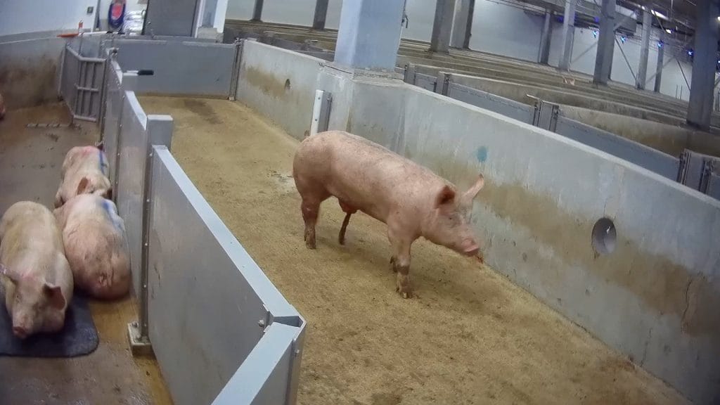 Varkens in een slachthuis