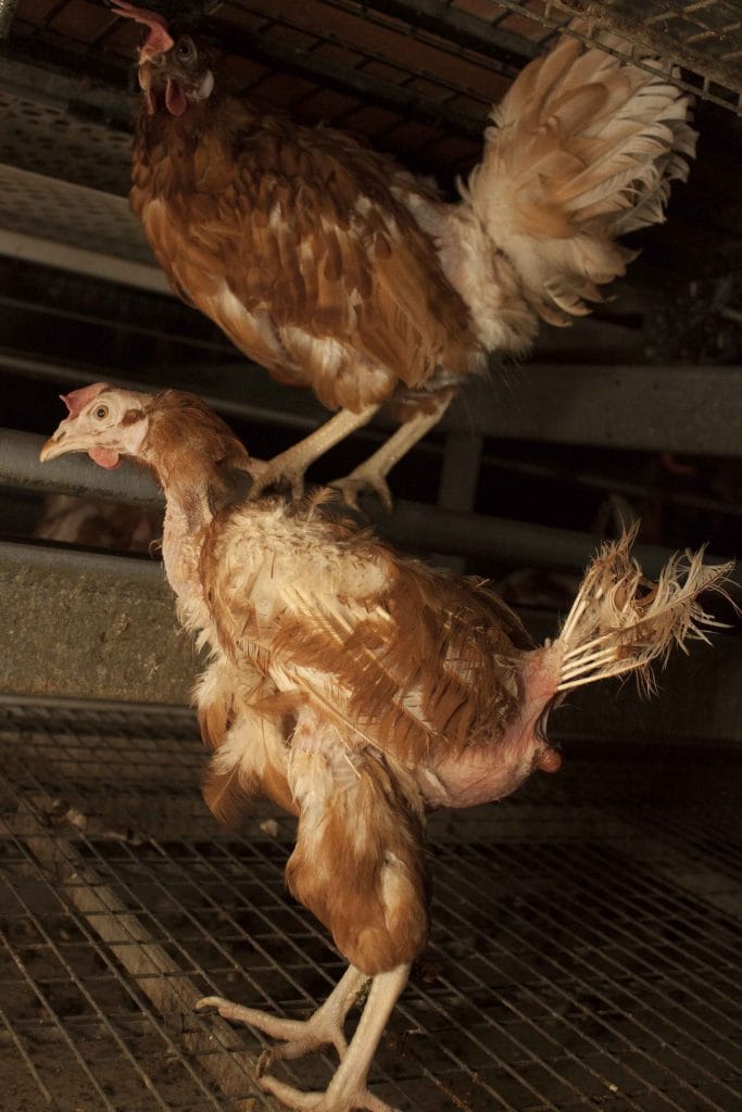 Leghen met cloacaprolaps