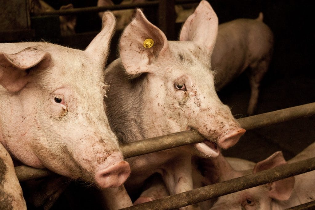Varken met staartbijtwonden