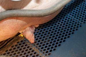 Dode biggen als gevolg van hoge sterftecijfers