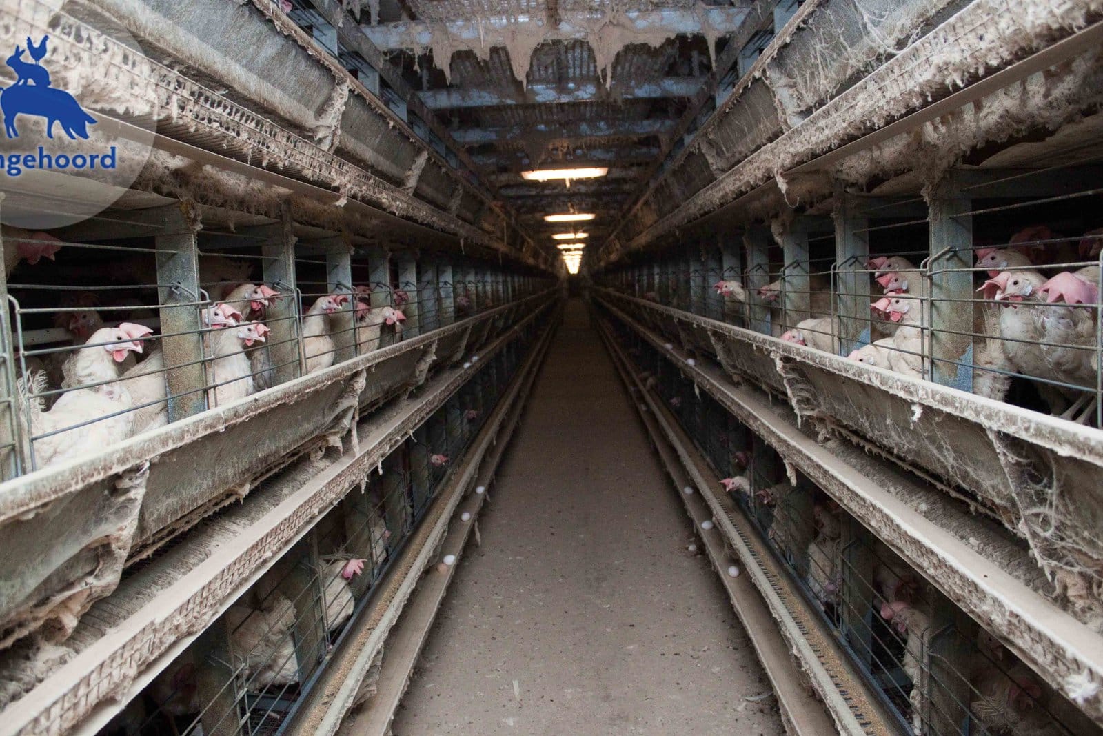 Van erf naar megastal