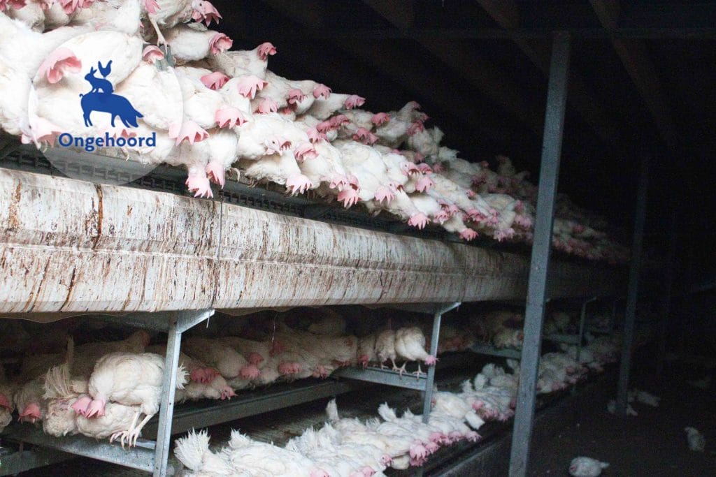 Kippen in een natuurlijke omgeving met sociale interactie