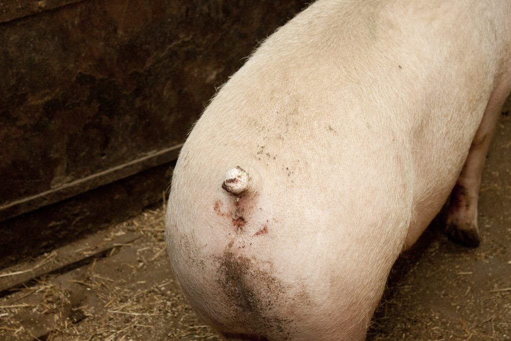 Varken met gecoupeerde staart