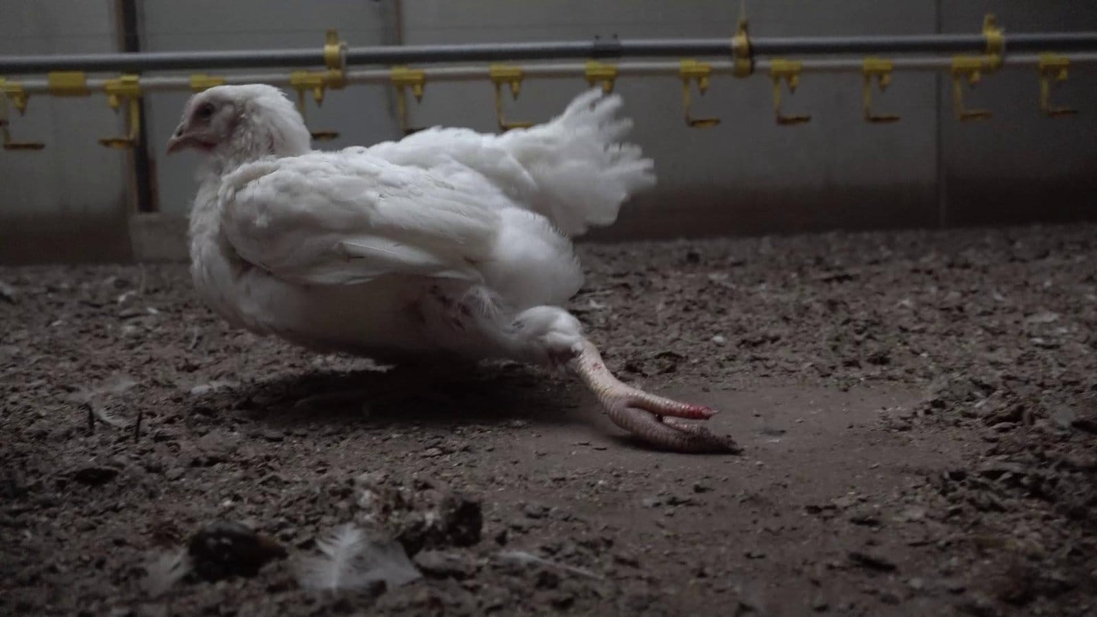 Grootschalige misleiding Beter Leven-keurmerk - Ongehoord stapt naar Reclame Code Commissie