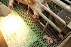 Pasgeboren biggen bij een zeug