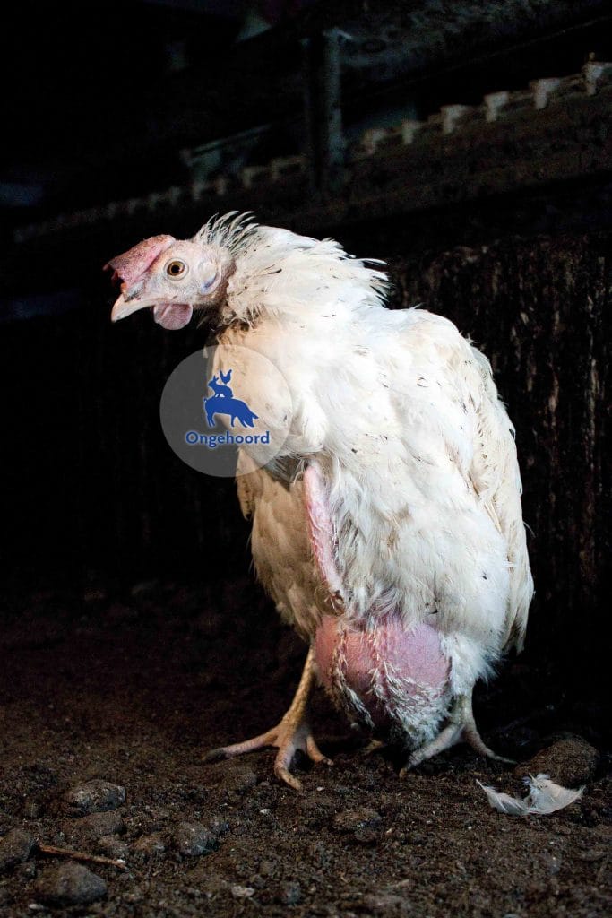 Verzwakte leghennen in een stalsysteem