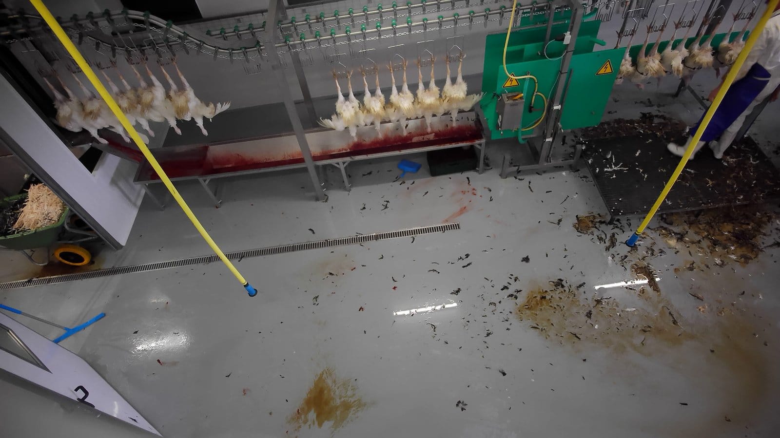 Benauwde minuten voor kerstkalkoen