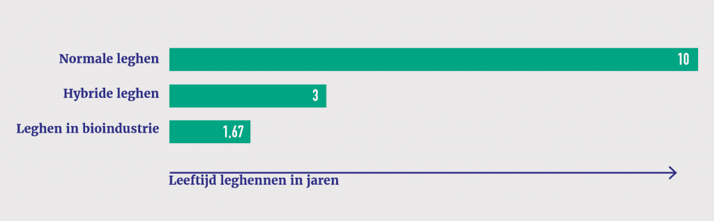 Grafiek van de maximale leeftijd van hybride leghennen versus raskippen