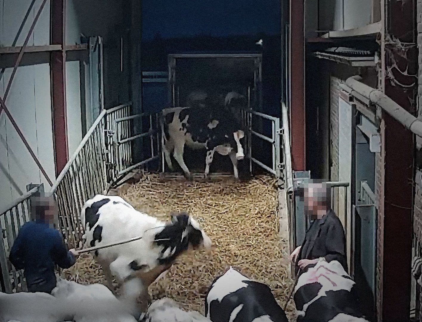 Over koetjes en kalfjes: geweld bij diertransporten in België en Nederland