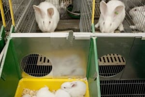 Konijnen in de industrie