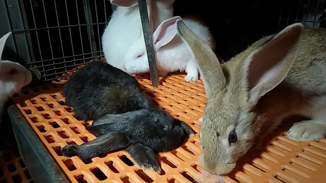 Belgische konijnensector