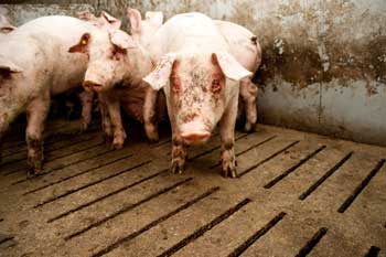 Leven in de industrie