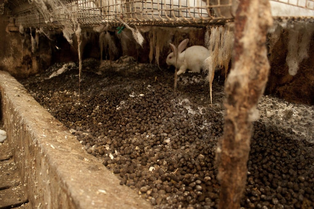 Het leven van een konijn in de industrie