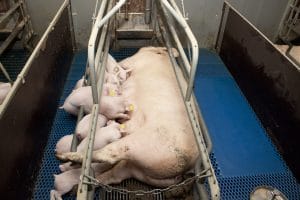 Zeug met biggen in een kraamkooi