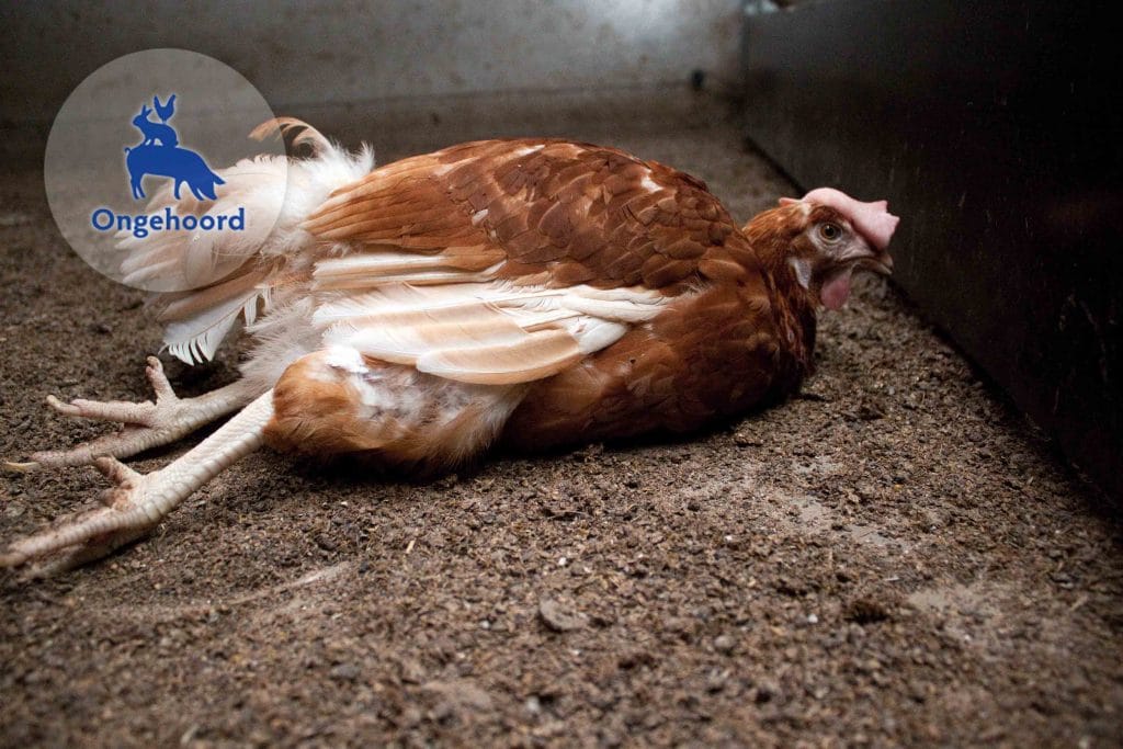 Kip bij een onderzoeksopstelling voor cognitieve testen