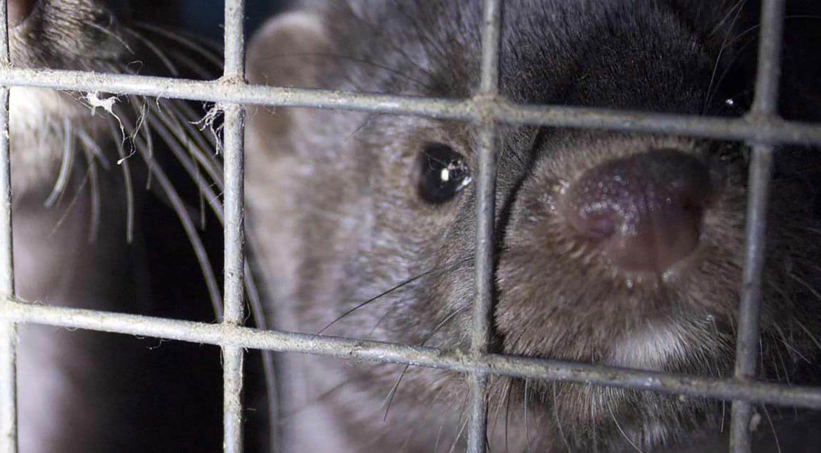 Het leven van een nerts