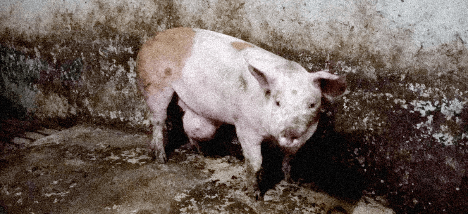 Verborgen misstanden in zichtstal Houbensteyn