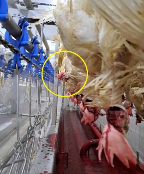 c4a15196-6fdb-40b4-b250-f0383787e292