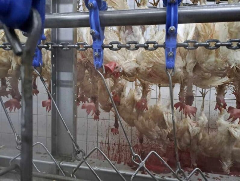 Meer dan honderd misstanden bij Friese kippenslachter.