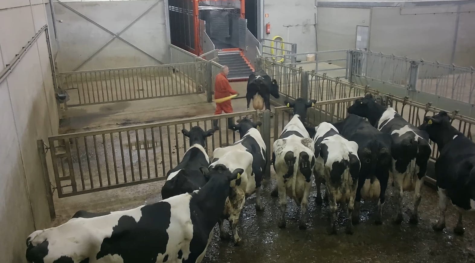 Onderzoek naar het transport van koeien en kalfjes.