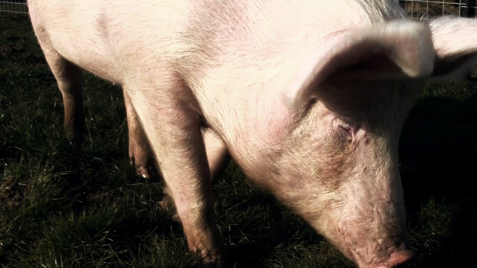 Natuurlijk varkensleven